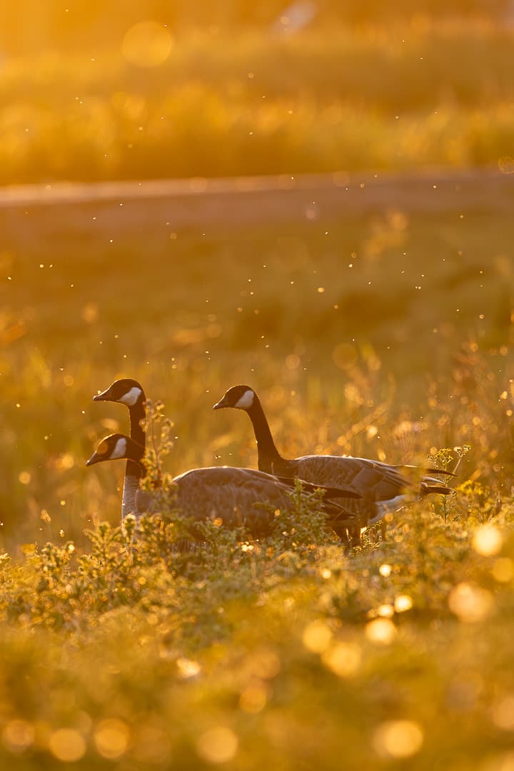 Canada geese in golden evening light in a Dutch meadow