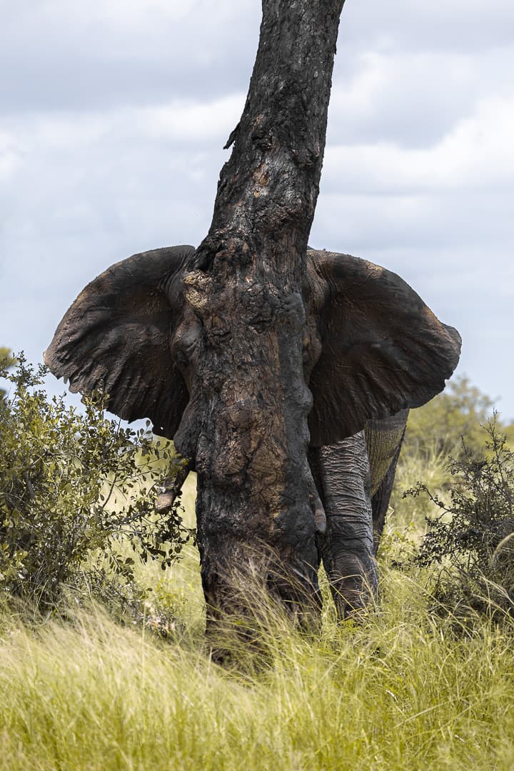 Elephant interacting with a tree in the savanna