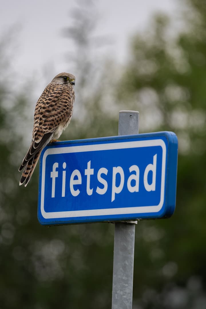 Kestrel perched on a Dutch fietspad sign