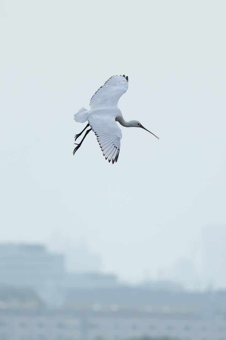 Spoonbill in flight over the water