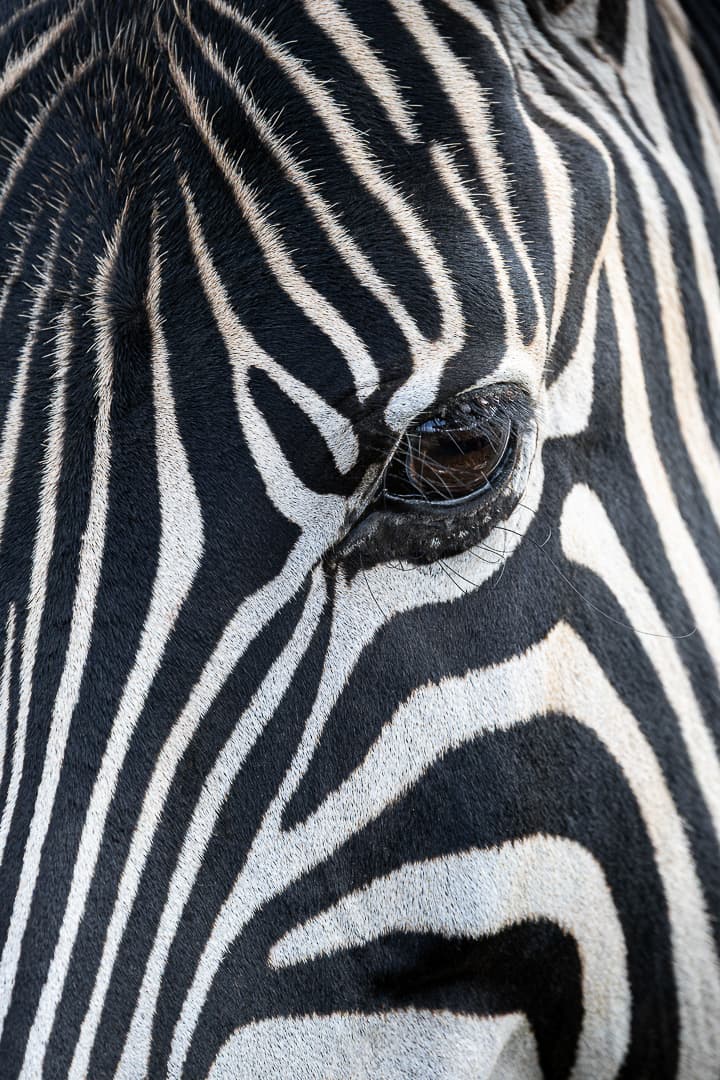 Close-up of a zebra's face, graphic black and white stripes
