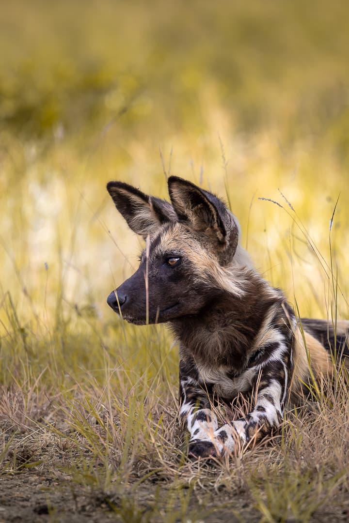 African painted dog walking through golden grassland