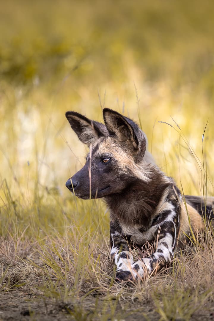 African Painted Dog portrait