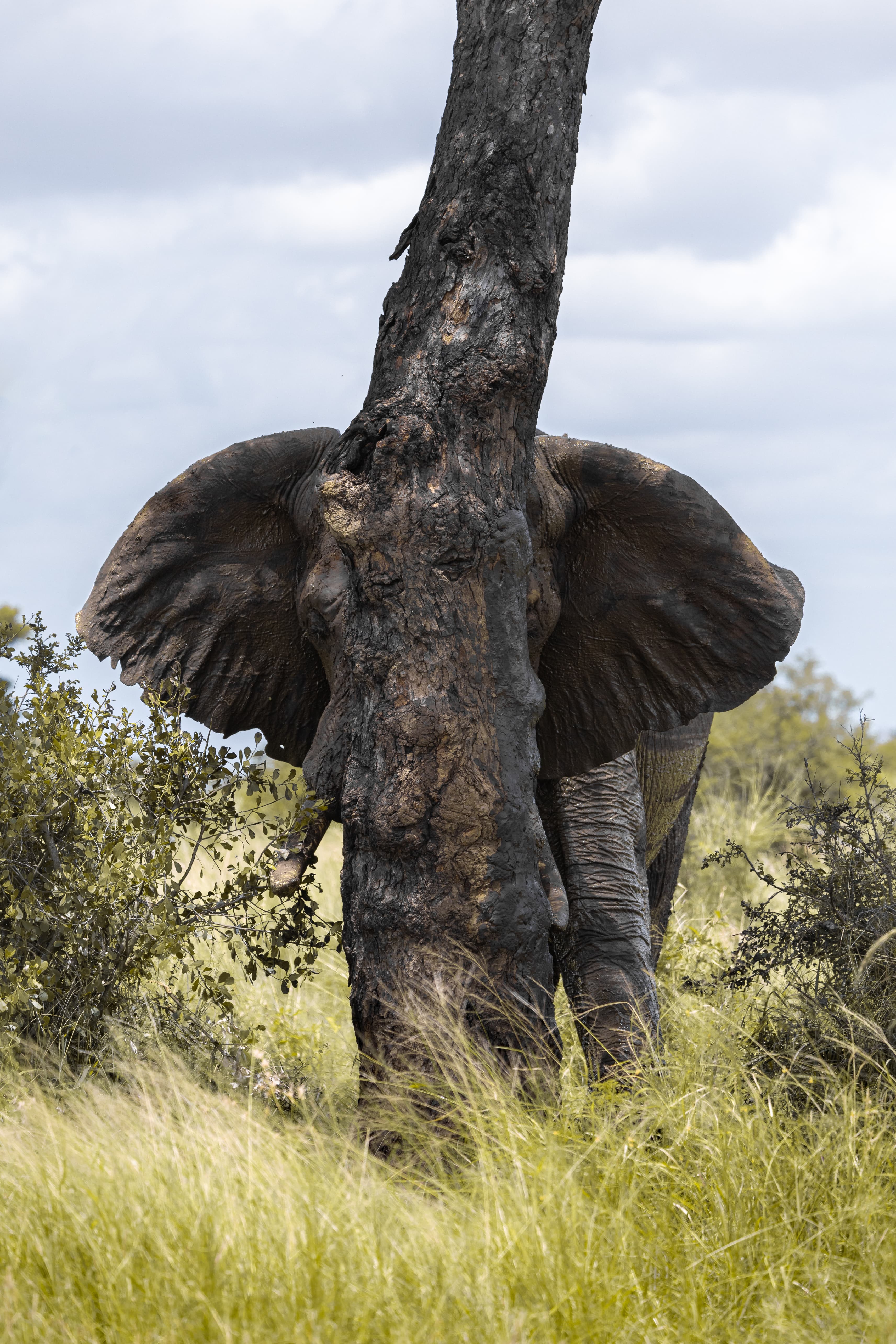 African elephant standing behind a tree trunk