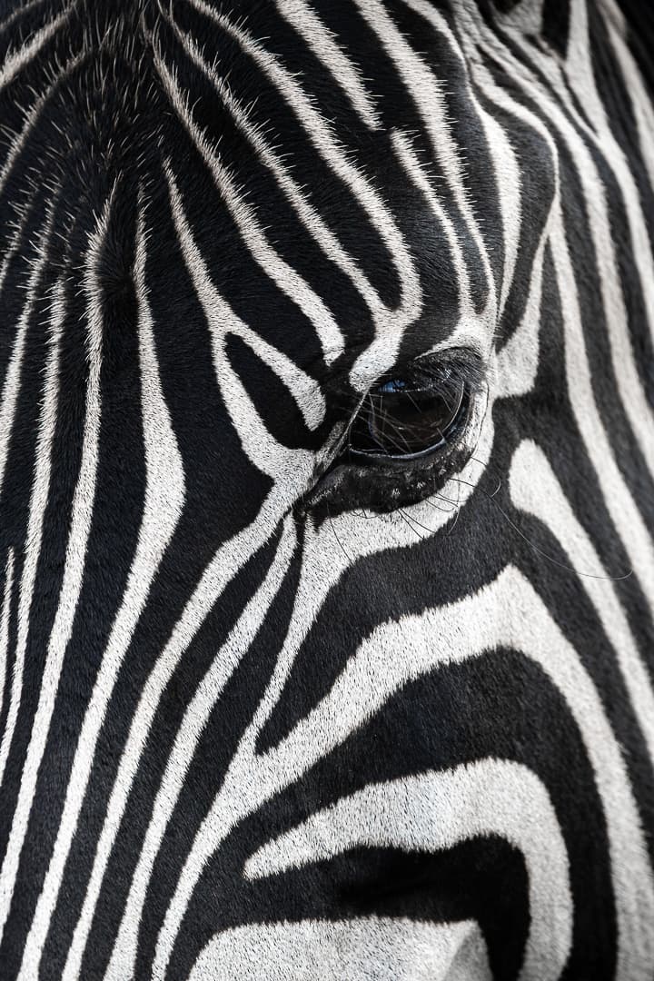 Zebra closeup portrait